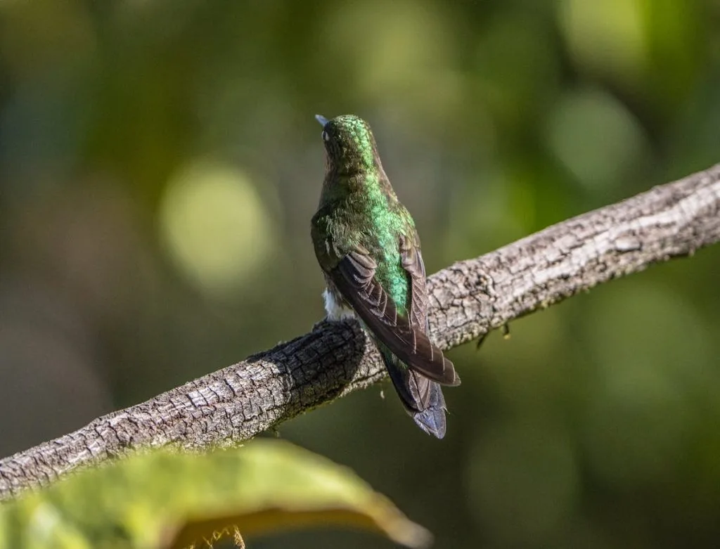 Do Hummingbirds Play, or Are They Fighting